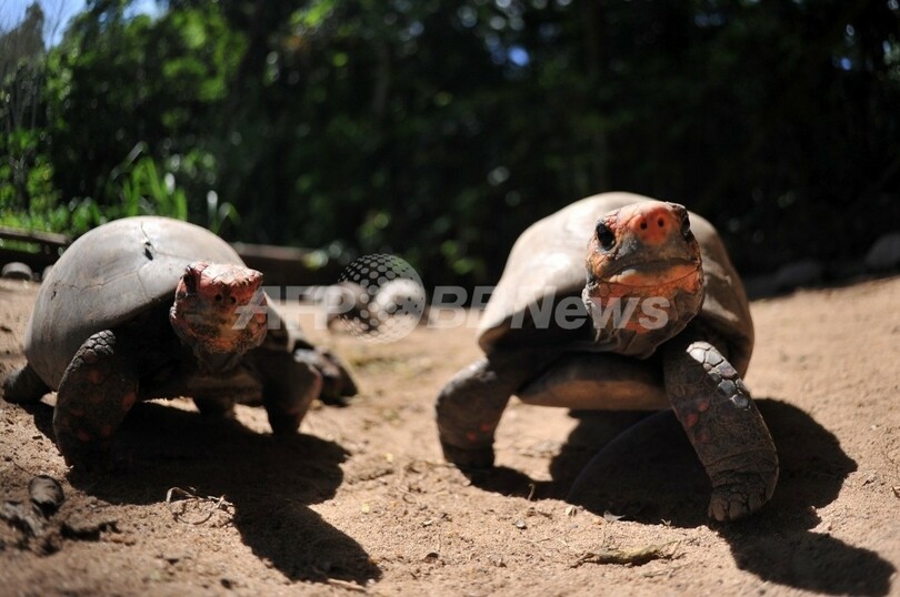 交尾中のカメ9組の化石 ドイツで発見 4700万年前 写真1枚 国際ニュース Afpbb News