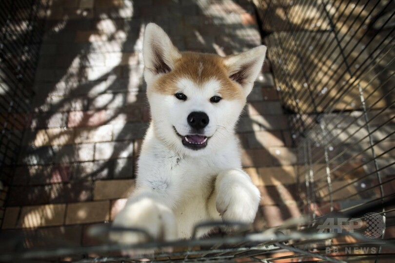 ザギトワ選手もとりこ、世界中がとろける秋田犬