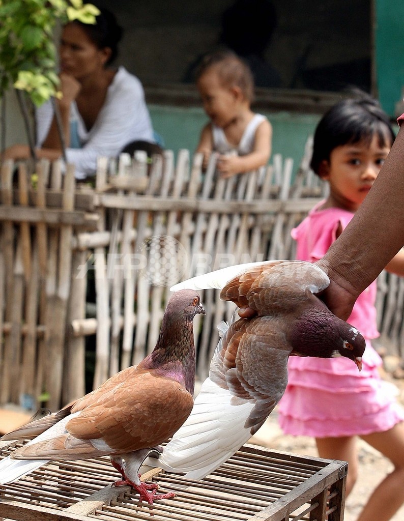 鳥インフルエンザ インドネシア カンボジア両国で 少女が相次いで死亡 インドネシア 写真1枚 国際ニュース Afpbb News