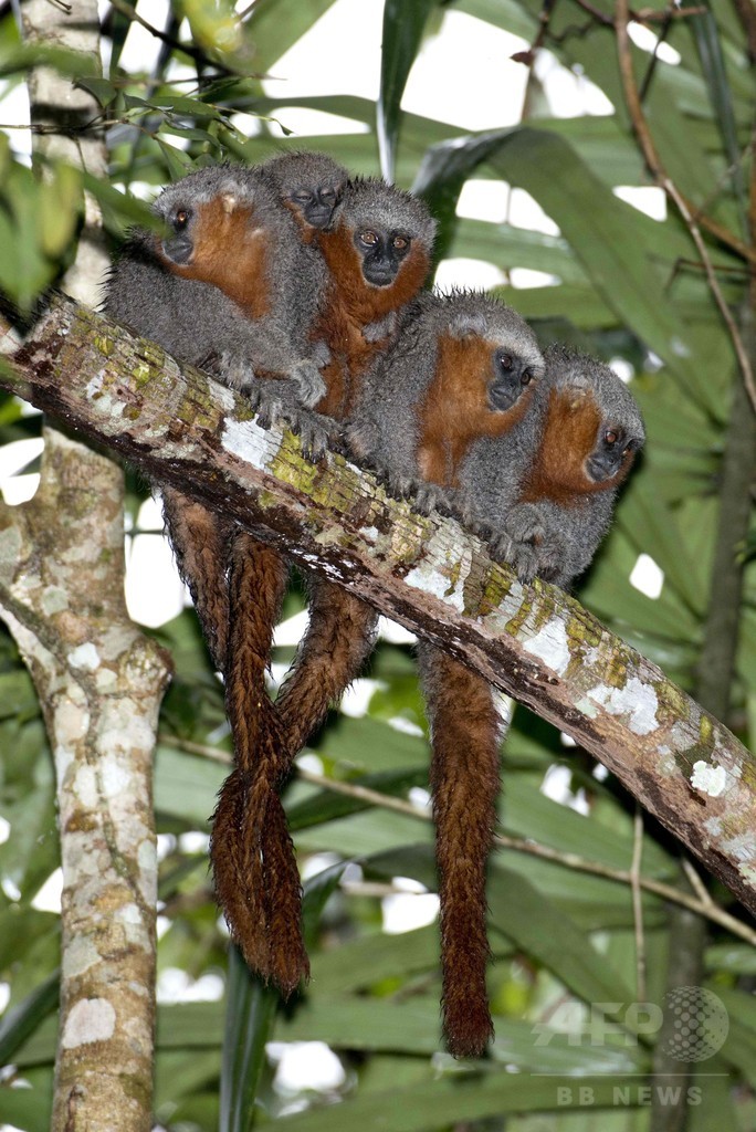 アマゾン熱帯雨林で新種400種近く発見 WWF