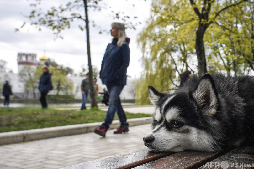 動物の差し押さえ禁止法案 ロシア下院が可決 写真1枚 国際ニュース Afpbb News