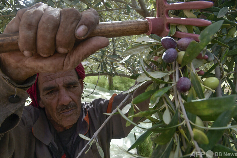 世界が認める高品質、アルジェリアの有機オリーブオイル