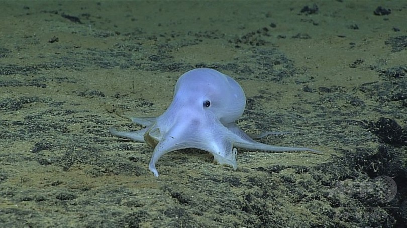 特集 海の珍しい生き物 写真24枚 国際ニュース Afpbb News