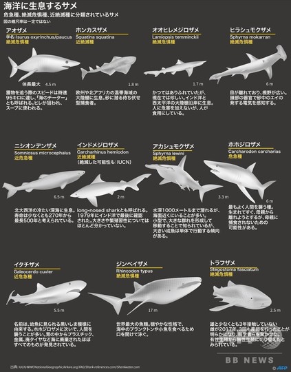 写真特集 水中で圧倒的な存在感を放つサメ 写真31枚 国際ニュース Afpbb News