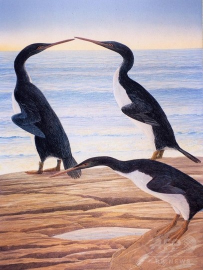 古代の巨大ペンギン、恐竜と共存 NZで発見の化石で判明 古代の巨大ペンギン、恐竜と共存 NZで発見の化石で判明