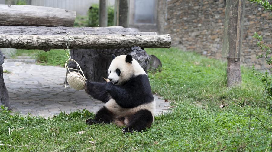 A Chance for Lasting Survival パンダ 中国 Only a few adorable pandas left] All four pandas to be sent