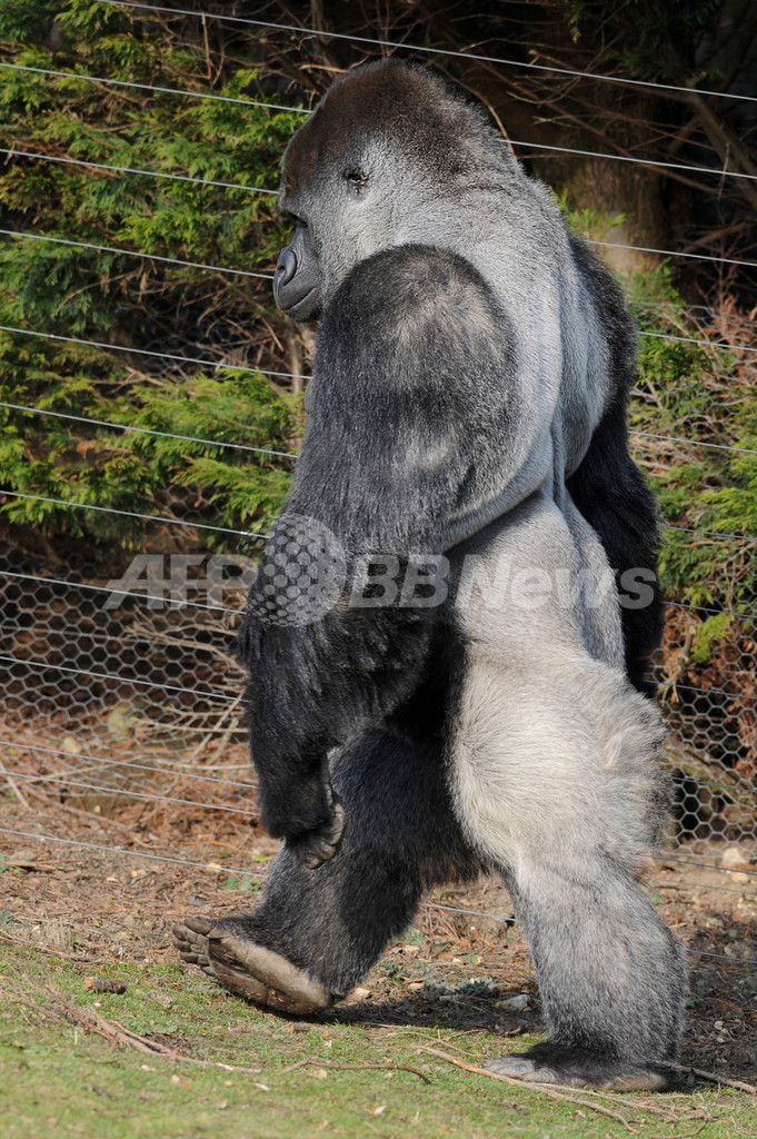 hairless muscular silverback gorilla