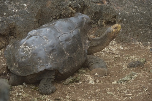 Collcta ガラパゴスゾウガメ rdzdsi3 ガラパゴスゾウガメ - Wikipedia