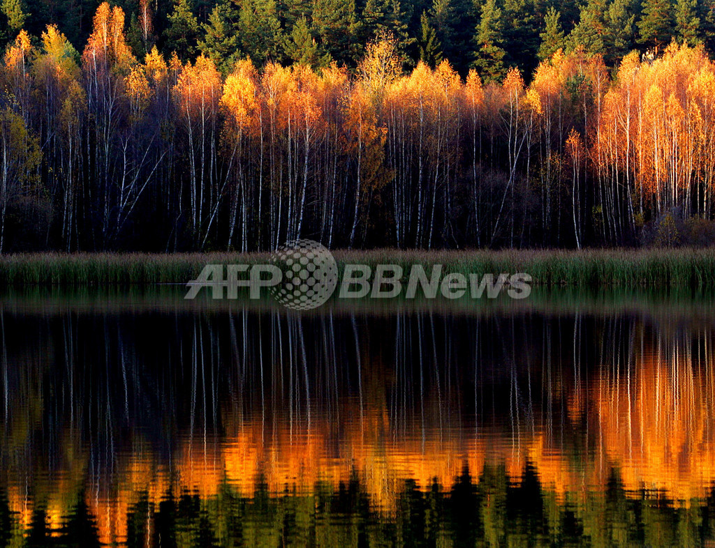 ベラルーシで紅葉シーズンがピークに 湖面に赤く映る秋の木々 写真1枚 国際ニュース Afpbb News