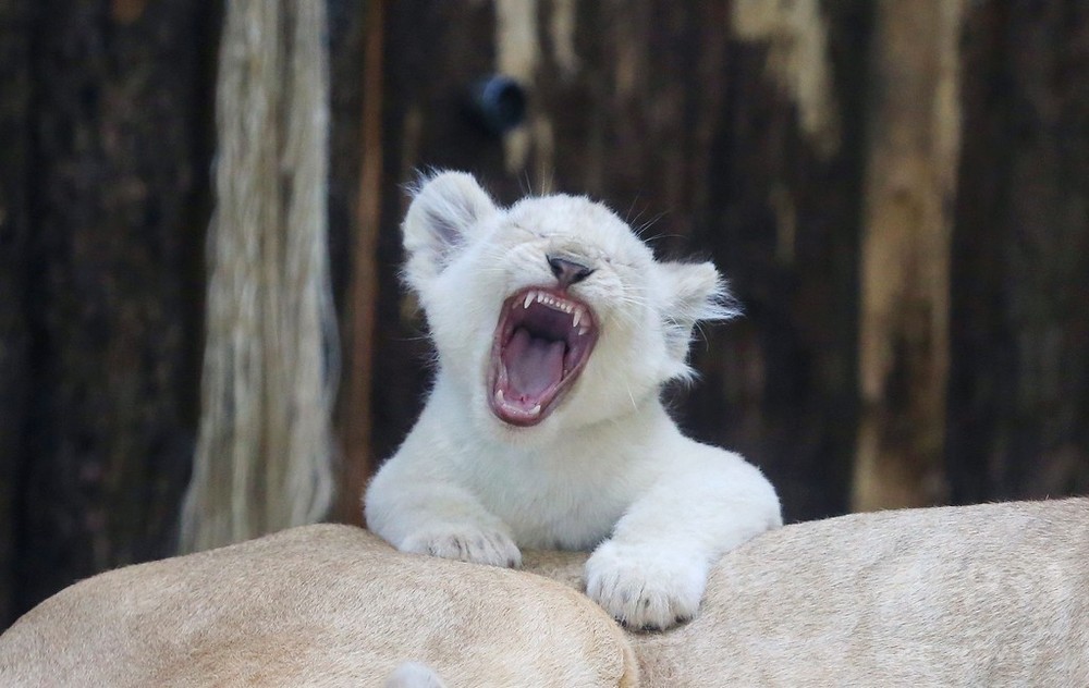 あくびじゃないよ がおー だよ ホワイトライオンの赤ちゃん 独 写真8枚 国際ニュース Afpbb News