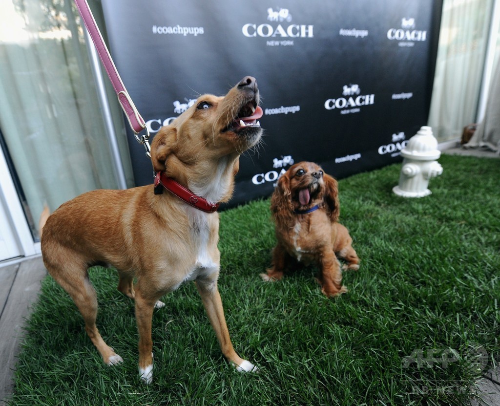 アリアナ・グランデの愛犬も登場！「コーチ」新キャンペーンイベント