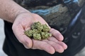 メキシコの首都メキシコ市の秘密の温室で医療目的用に栽培された大麻（2015年11月30日撮影）。(c)AFP/Yuri CORTEZ