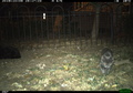 米首都ワシントンに設置されたカメラが捉えた猫。DC Cat Count/Humane Rescue Alliance提供（2019年10月9日撮影）。(c)Handout / DC Cat Count/Humane Rescue Alliance / AFP