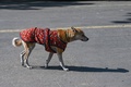 服を着せられた野良犬。インドの首都ニューデリーで（2022年1月29日撮影）。(c)SAJJAD HUSSAIN / AFP