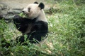 東京の上野動物園で過ごす、中国に返還される前のジャイアントパンダの「シャンシャン」（2023年2月19日撮影）。(c)Yuichi YAMAZAKI / AFP