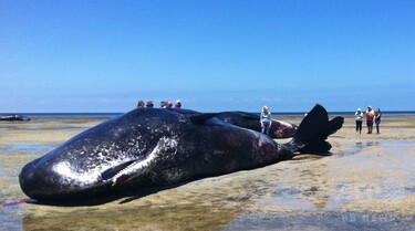 南オーストラリア、海辺にマッコウクジラ6頭の死骸 写真2枚 国際