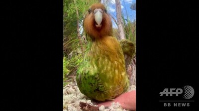 動画 体をフリフリ 希少な 飛べないオウム カカポに記録的な繁殖期 Nz 写真1枚 国際ニュース Afpbb News