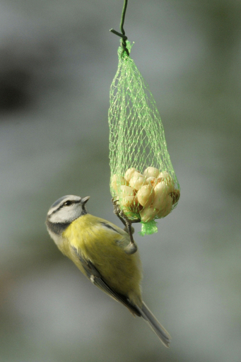 大雪のドイツで餌袋をついばむ小鳥