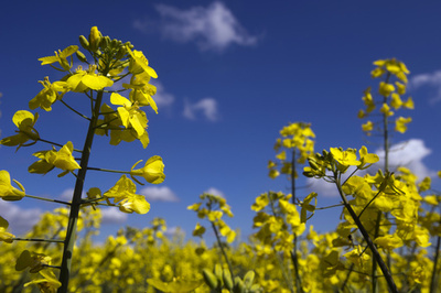 EU、バイオ燃料の使用制限計画に合意