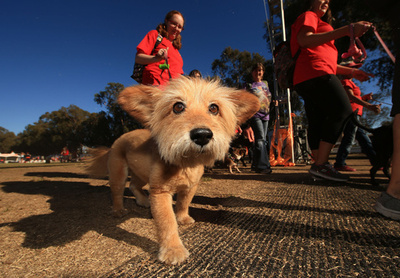 「イヌのふん探偵」を導入、S・ホームズも協力？スペイン