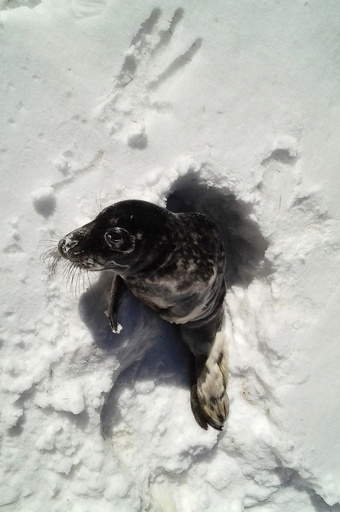 スウェーデンの森で子アザラシ発見、報道