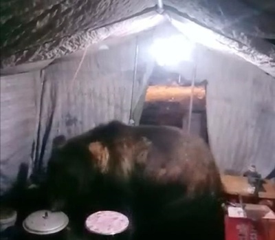 テントにヒグマ出没！ 炊きたてご飯が入った圧力鍋を持ち帰る 新疆