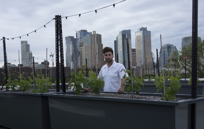 摩天楼を背に、米NY初の屋上ブドウ園オープン