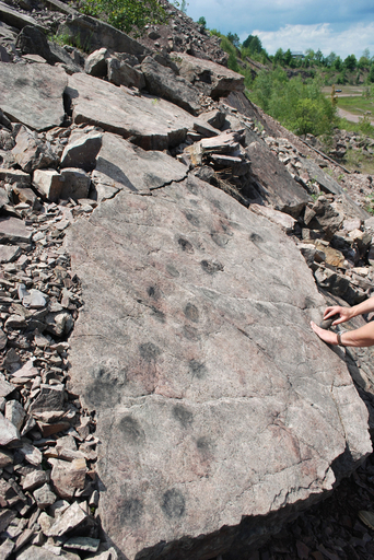 海から陸への生物進化、定説覆す足跡を発見 スウェーデン研究