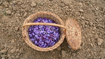 動画：カシミールの「赤い黄金」サフラン、気候変動で収穫が激減