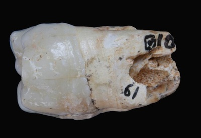 190万年前の化石から遺伝物質を抽出、6か国の科学者18人が成功