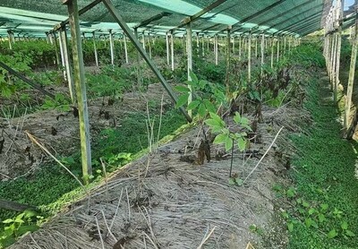 「猛暑ですっかり枯れてしまった」…韓国のニンジン農家、高温被害の続出で苦境