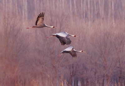 北京密雲、「大空の旅人」渡り鳥を守る生態系の総合対策・中国