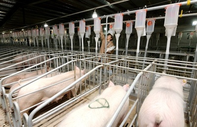 家を売るよりブタがもうかる？ 中国の不動産最大手が養豚に参入