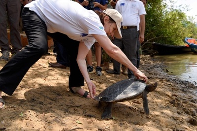 希少なカメ、ロイヤル・タートル20匹を川へ、繁殖に期待 カンボジア