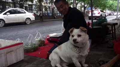 洛陽の「忠犬ハチ公」、身障者の主人と店を守る子犬 中国