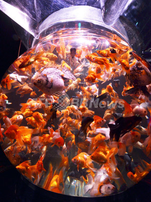 金魚と目が合う 都内で アートアクアリウム展 写真12枚 ファッション ニュースならmode Press Powered By Afpbb News