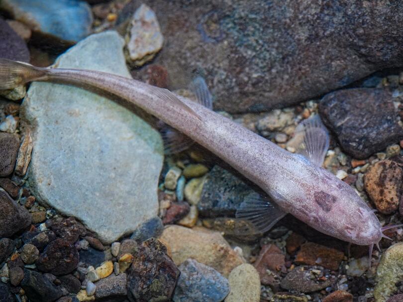 中国四川省で新種の洞窟魚を発見　長江以北で初
