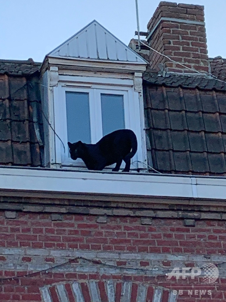黒猫と思いきやクロヒョウ 仏アパートで捕獲 違法飼育か 写真8枚 国際ニュース Afpbb News