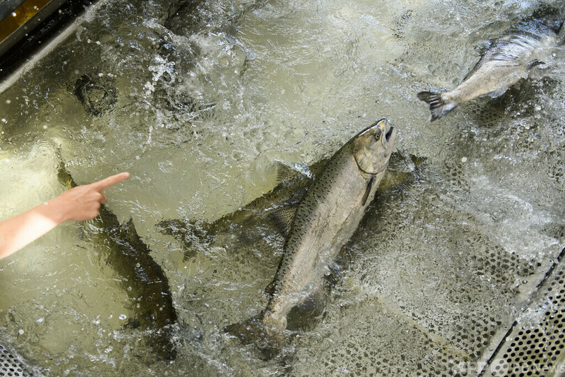 サーモン稚魚輸送車が転覆 7万匹超が運よく川に 米