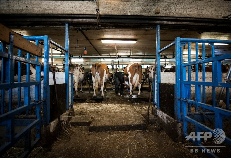 受刑者の更生に牛が一役、スウェーデンの農場刑務所