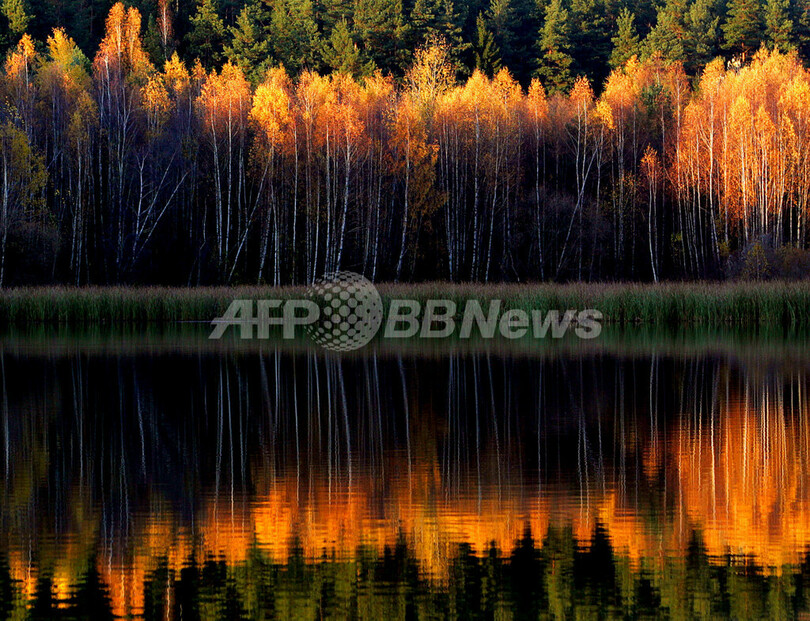 ベラルーシで紅葉シーズンがピークに、湖面に赤く映る秋の木々