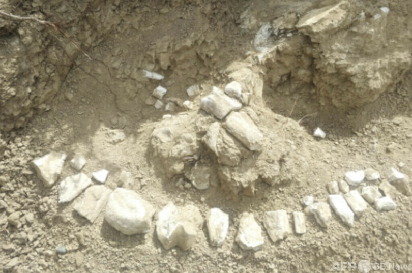 800万年前の三趾馬動物群化石を発見 新疆・温泉県