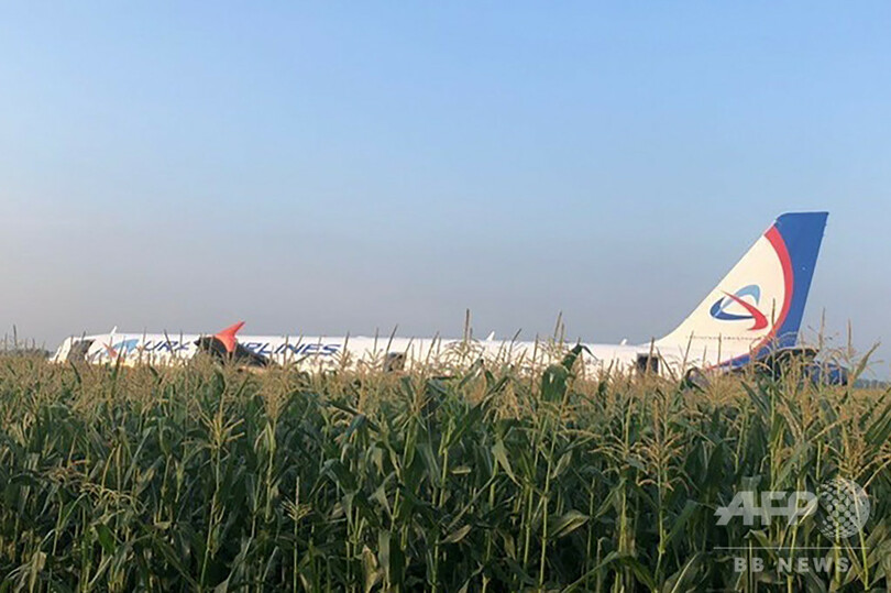 ロシア機がトウモロコシ畑に緊急着陸、カモメの群れと衝突