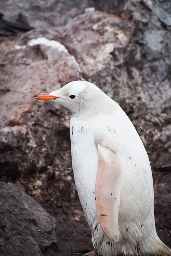白いペンギン 珍しい「真っ白」ペンギン 南極で観察 写真4枚 国際ニュース