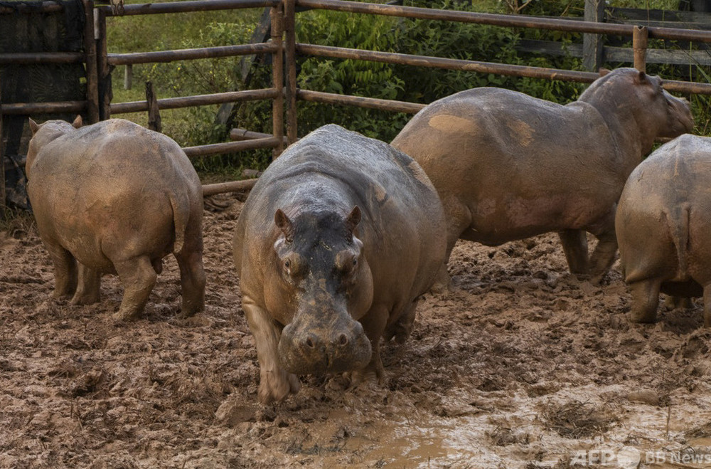 「麻薬王」残したカバ、繁殖し過ぎで避妊処置 コロンビア 写真4枚 国際ニュース：AFPBB News