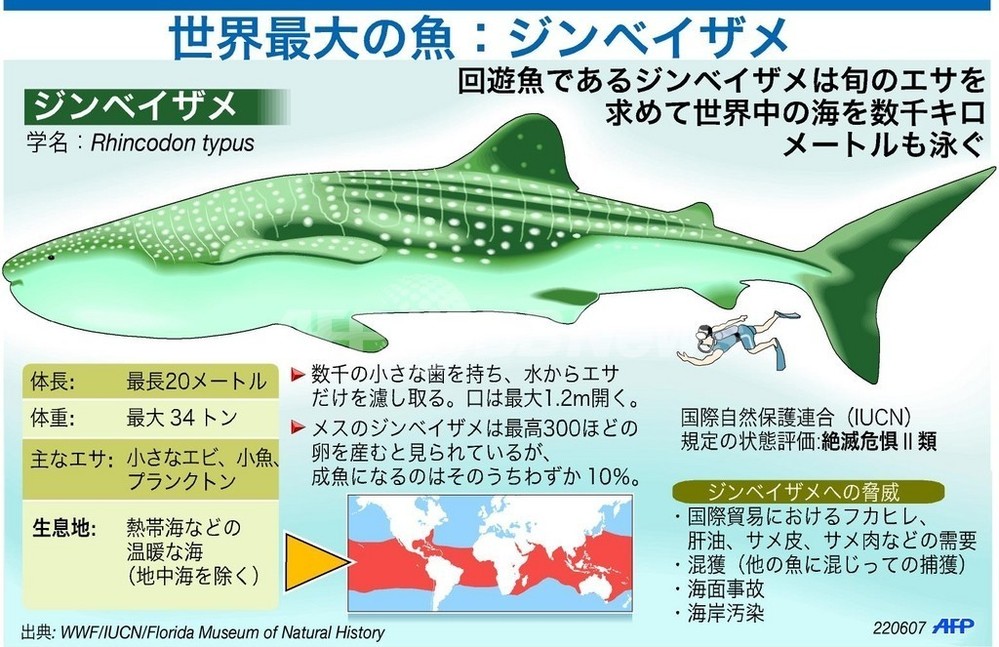 世界最大の魚 ジンベイザメ 写真1枚 国際ニュース Afpbb News