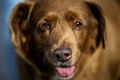 ギネス・ワールド・レコーズによって世界最高齢の犬に認定された「ボビ」。30歳当時の写真。ポルトガル・レイリア近郊の村コケイロスで（2023年2月12日撮影）。(c)PATRICIA DE MELO MOREIRA / AFP
