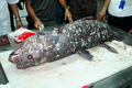 インドネシアのスラウェシ（Sulawesi）島北部のマナド（Manado）で捕獲された希少な古代魚、シーラカンス（2007年6月27日撮影）。(c)AFP/Ronan Bourhis