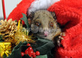初めてのクリスマスにわくわく リングテイルポッサムのリリー 豪 写真2枚 国際ニュース Afpbb News