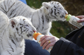 ドイツ北部ホーデンハーゲン（Hodenhagen）のサファリパーク「セレンゲティ公園（Serengeti Park）」で前月8日に生まれたばかりの生後6週間のホワイトタイガーの赤ちゃん2頭、リコ（Rico）ちゃんとキコ（Kico）ちゃん。2頭の両親、ビアンカ（Bianca）とポール（Paul）が育児を放棄したため、飼育係が育てている。

写真は、飼育係にほ乳瓶でお乳をもらうリコちゃんとキコちゃん（2010年4月21日撮影）。(c)AFP/DDP/NIGEL TREBLIN